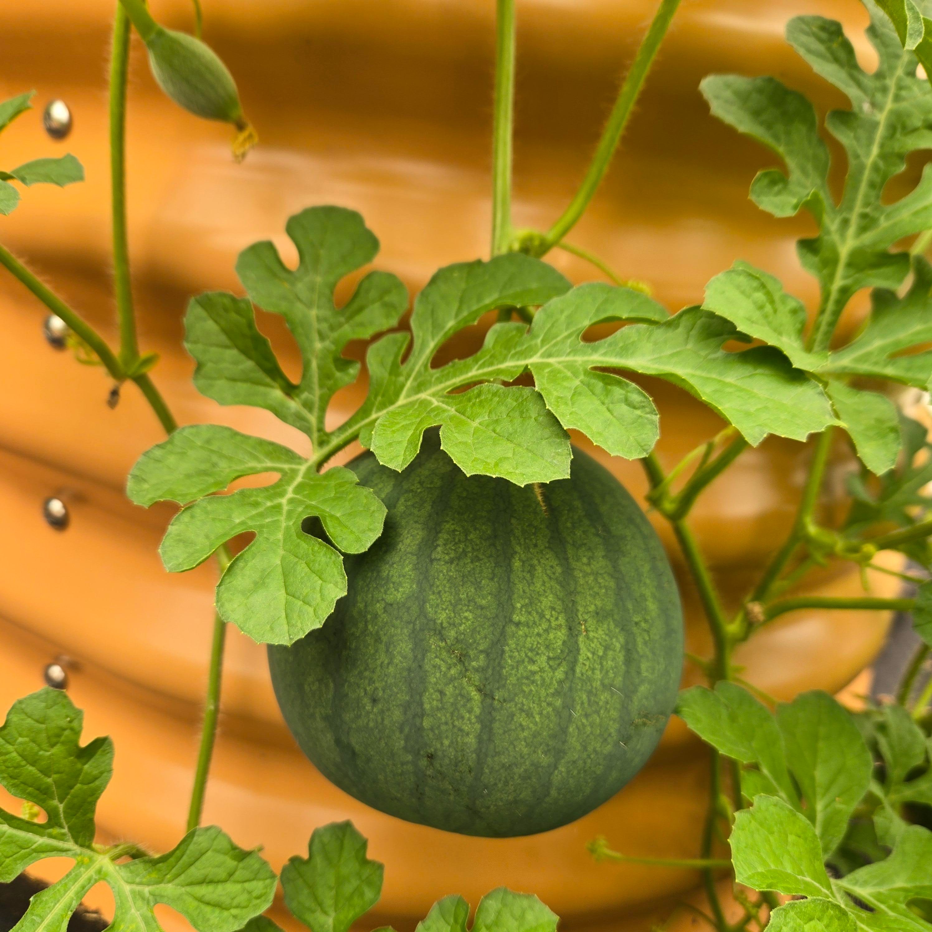 home grown, Mother Earth, sun, rain